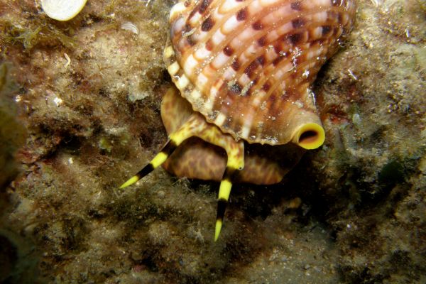 Triton  Charnia tritonis